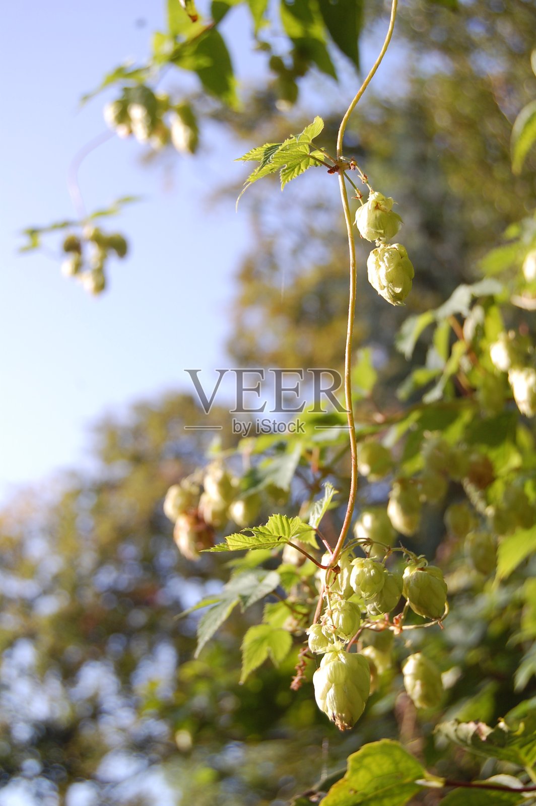 一个啤酒花植物茎的极端近距离与雌花盛开。照片摄影图片