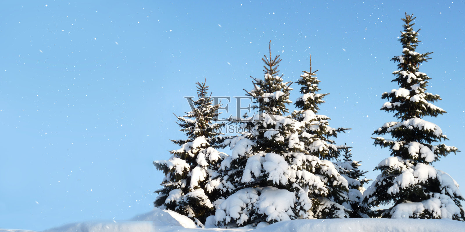 冬天冷杉照片摄影图片