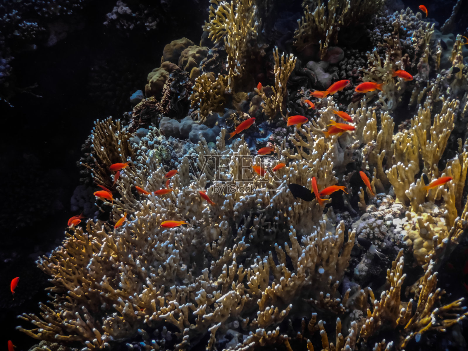 在海底珊瑚旁的橙色小鱼照片摄影图片