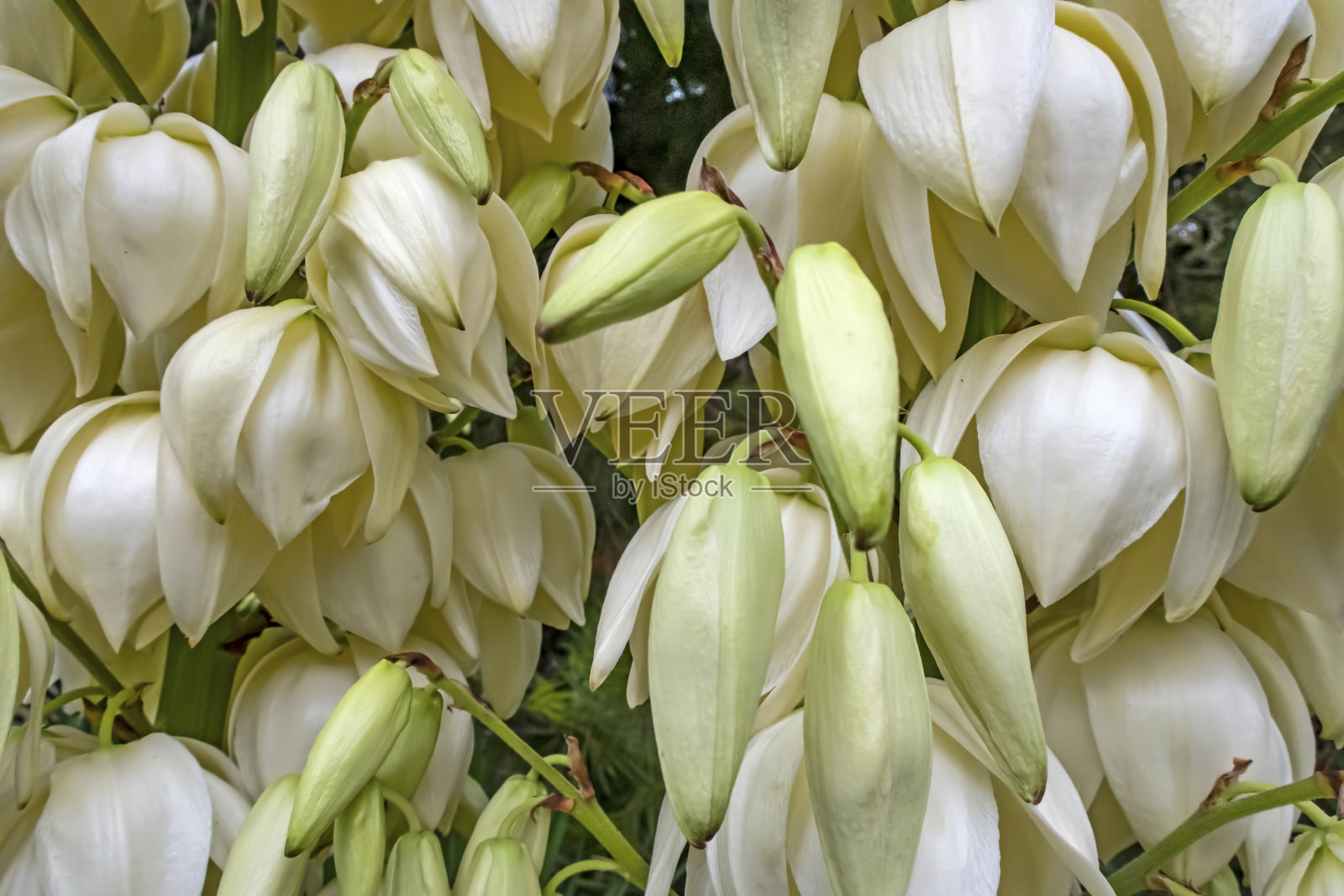 合上丝兰的花朵和绿叶照片摄影图片