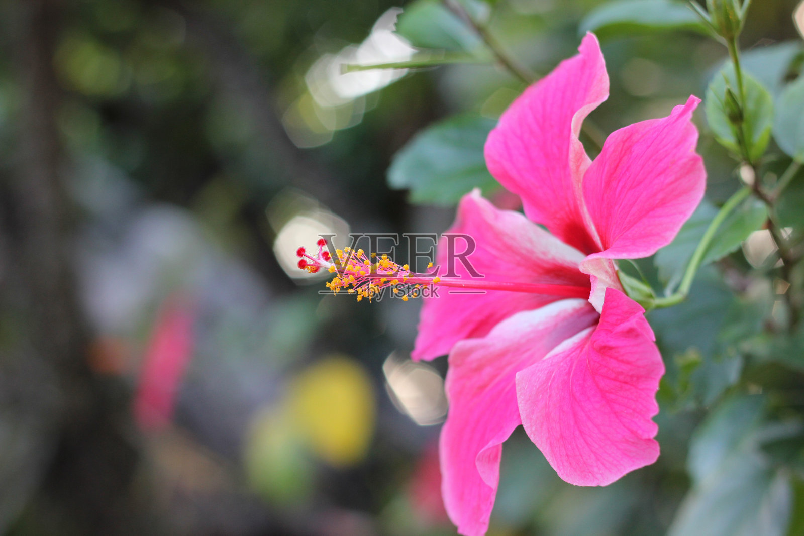 微距拍摄的美丽和充满活力的芙蓉花在一个绿色的背景。在热带花园里。真实自然的花。近距离粉红色的芙蓉花花粉与绿色模糊的背景。照片摄影图片