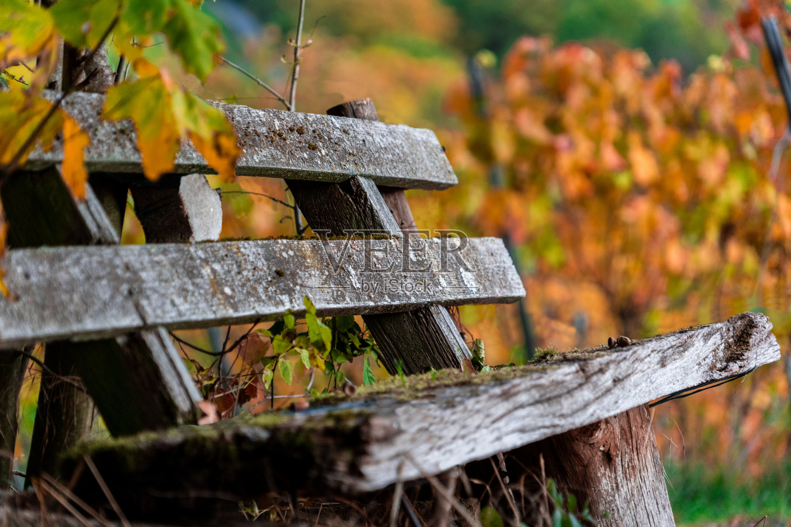 秋天的木凳在森林里照片摄影图片