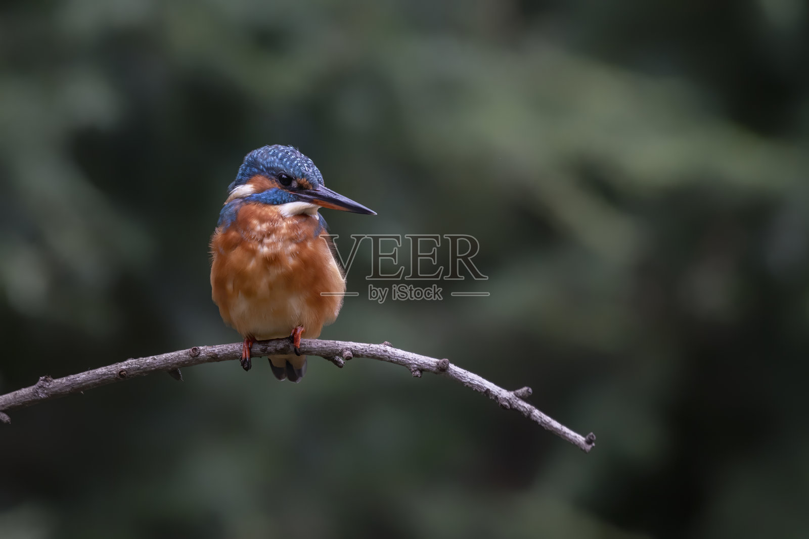 坐在树枝上的翠鸟照片摄影图片