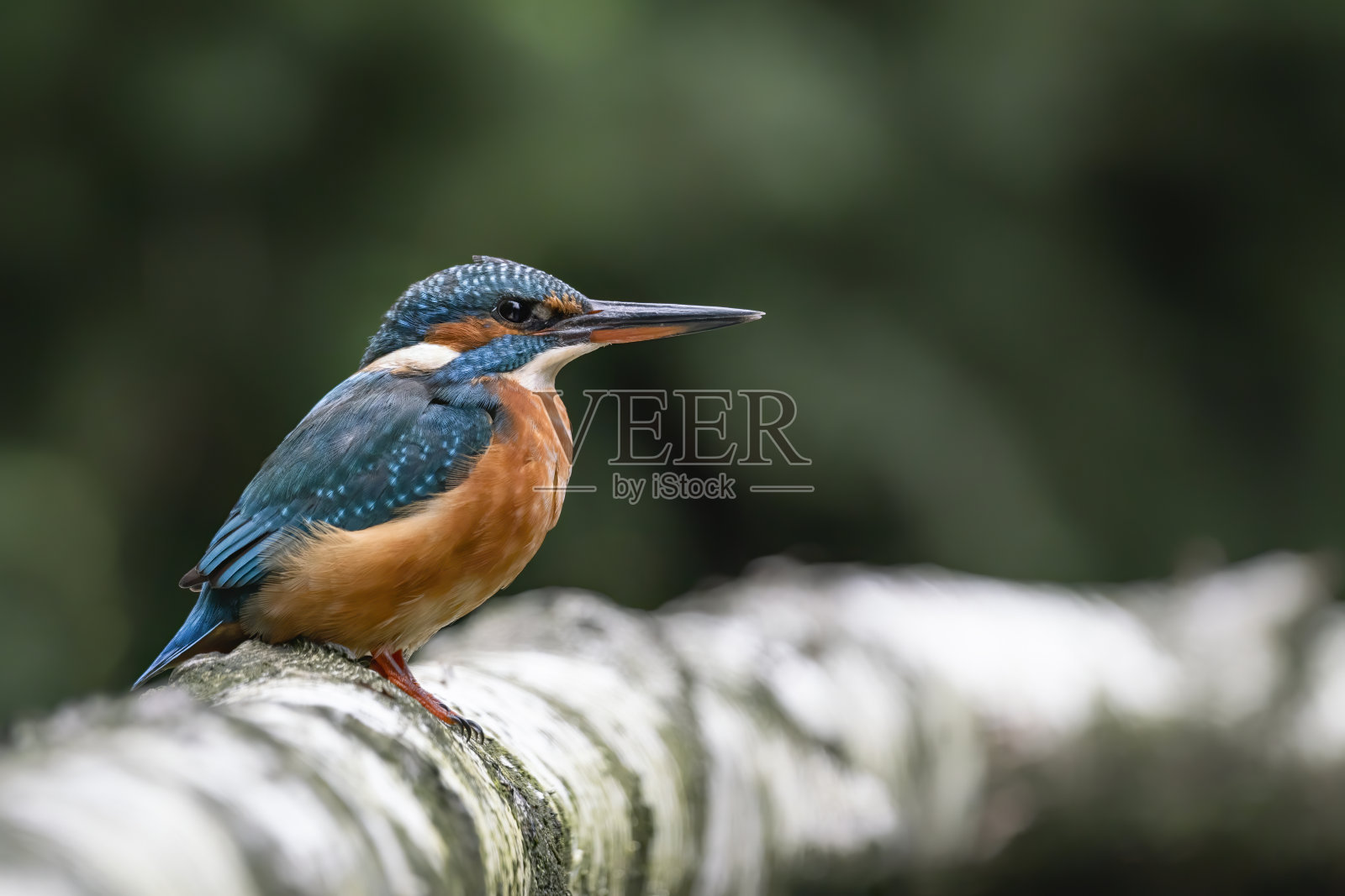 坐在树枝上的翠鸟照片摄影图片