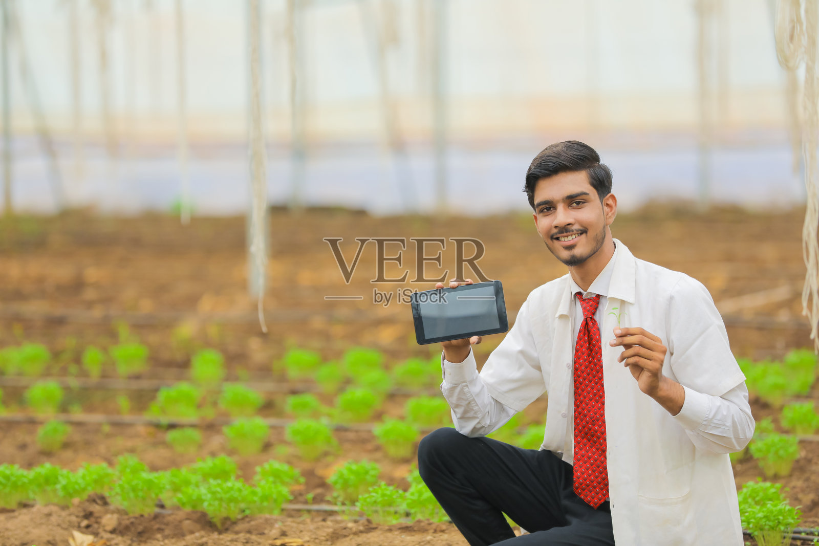 技术和人的概念,年轻的印度农学家在温室展示平板电脑或智能手机照片摄影图片