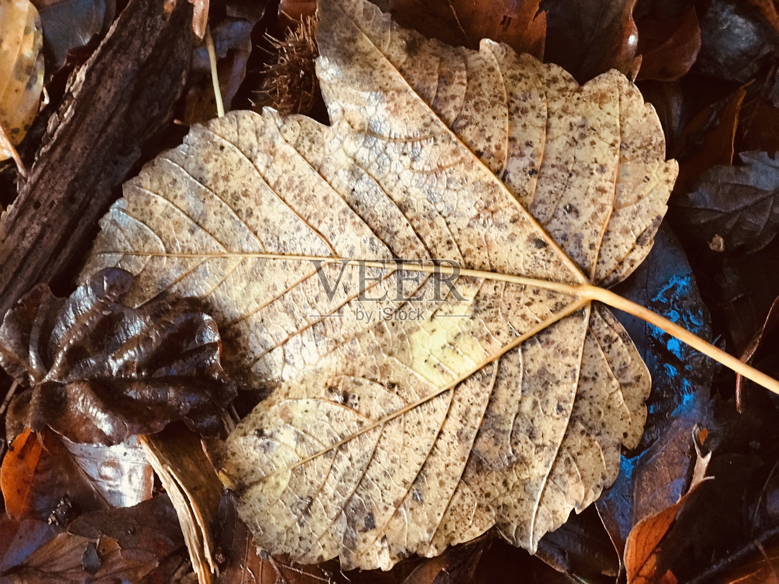 梧桐树叶的碎屑层照片摄影图片