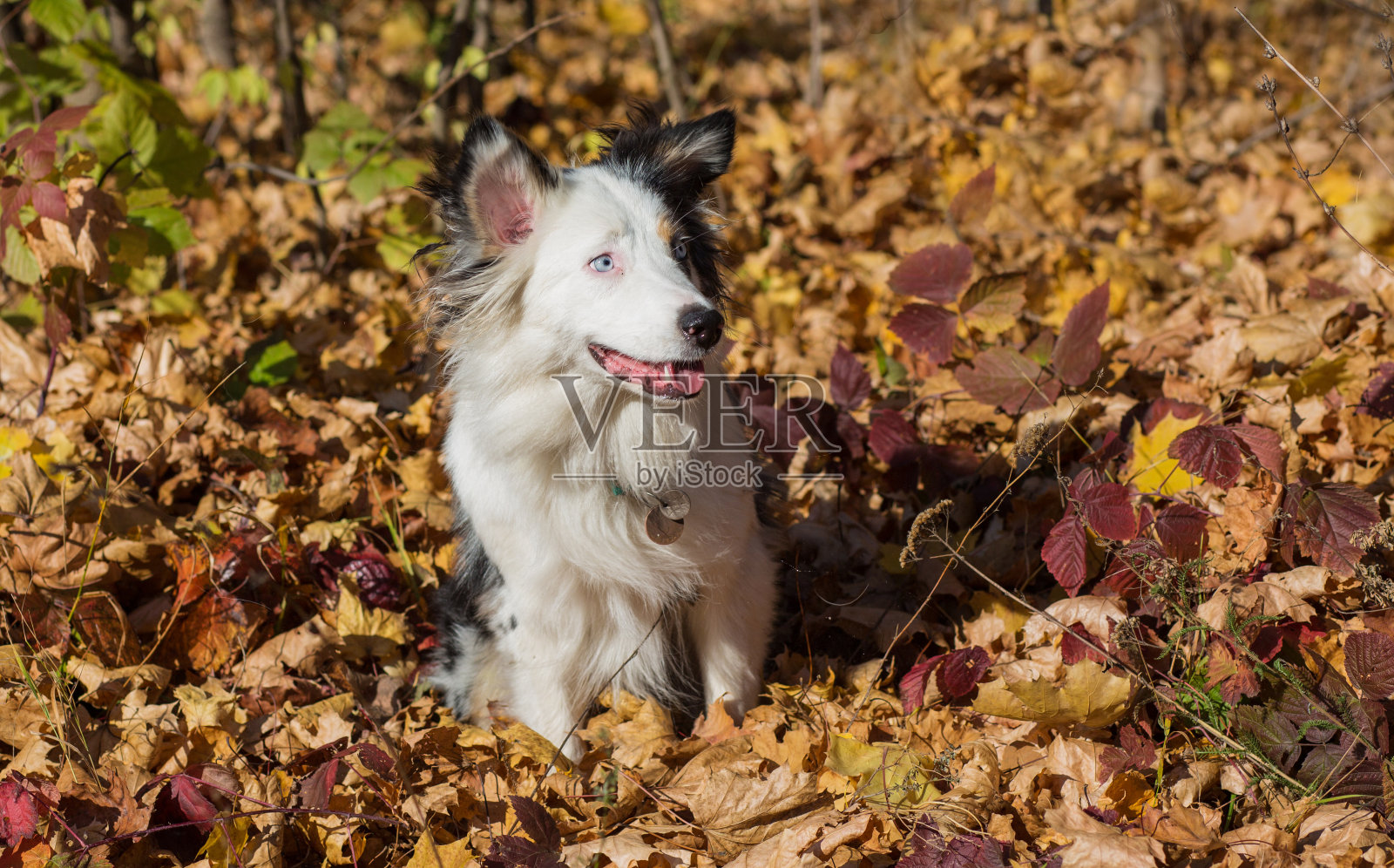 坐在秋天的森林里的澳大利亚牧羊人肖像照片摄影图片