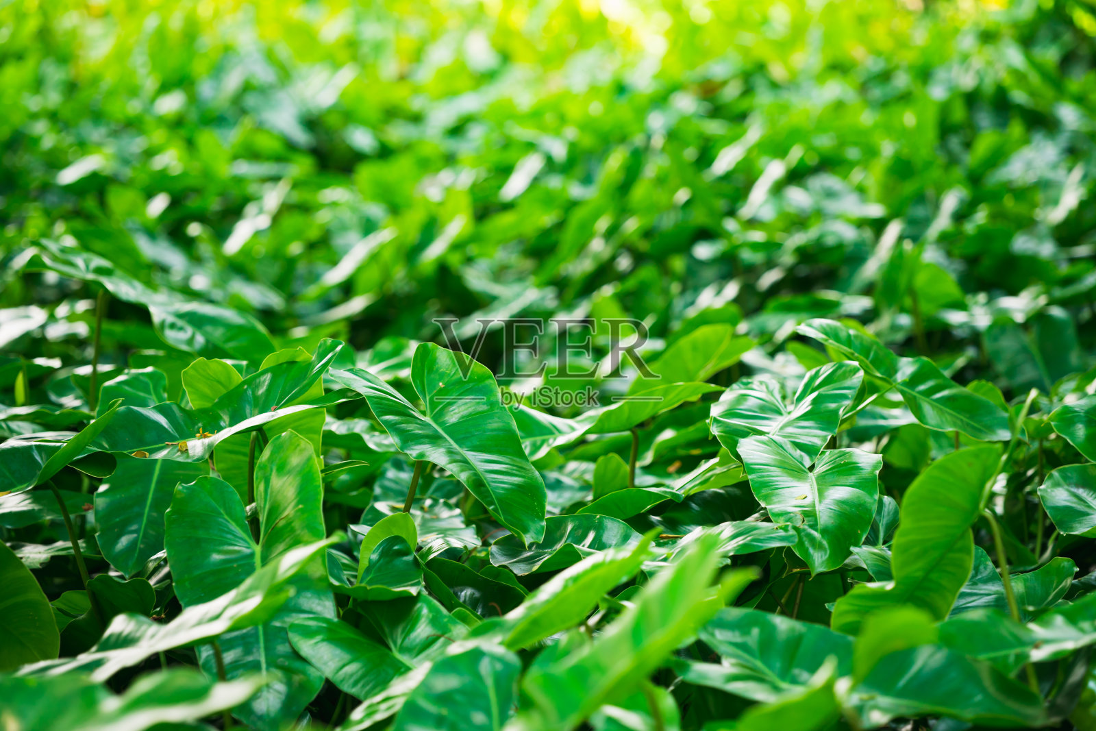 近距离的绿色树叶的自然视图模糊绿叶照片摄影图片