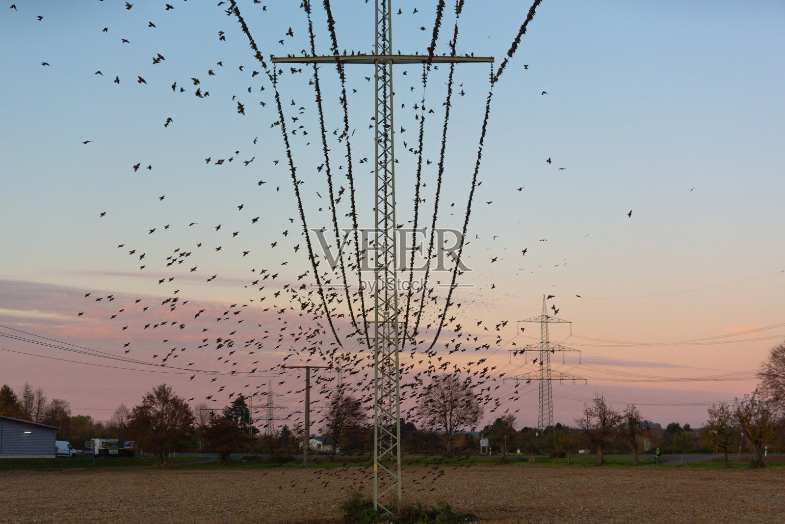 一群鸟在电线上照片摄影图片