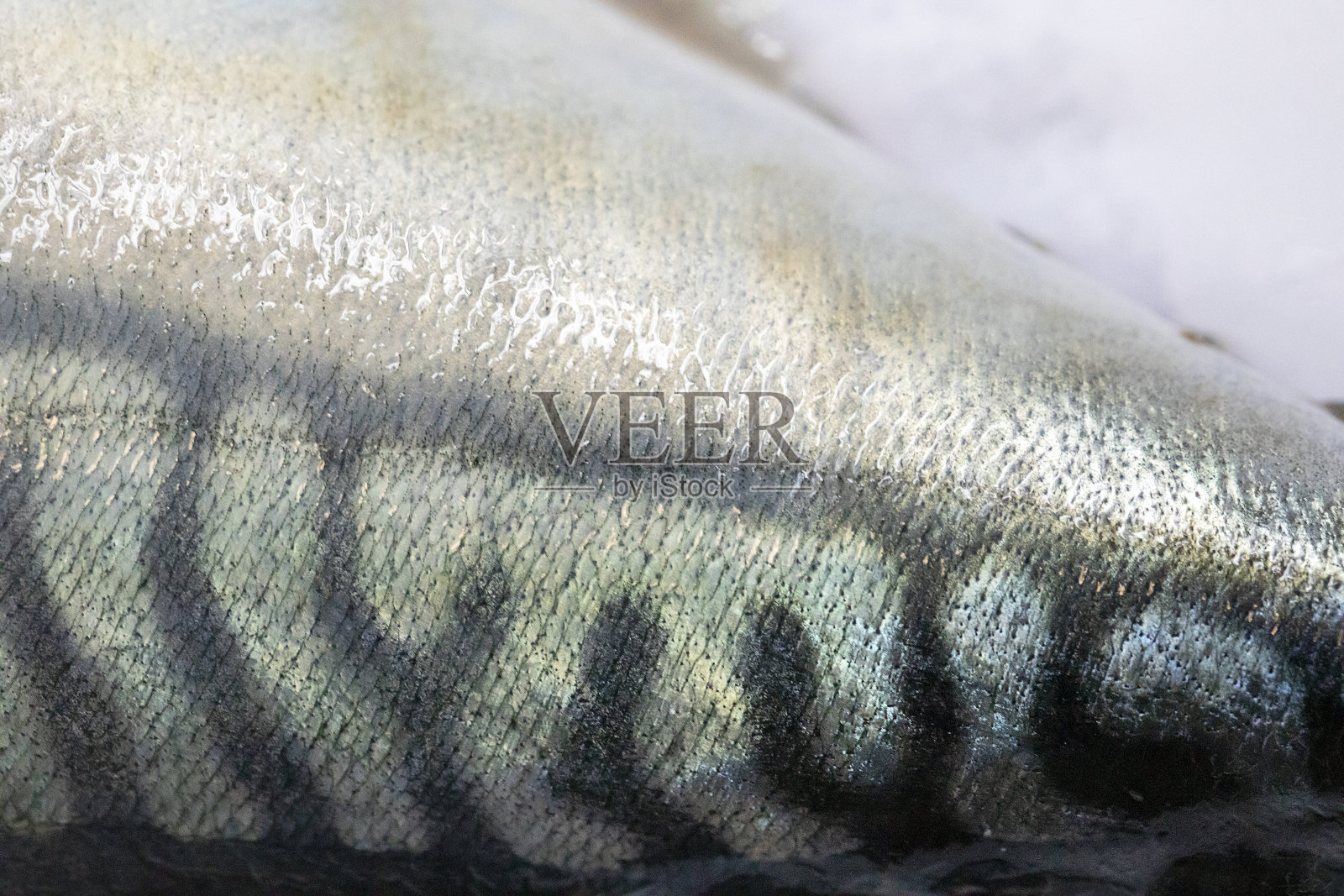 沙巴皮鱼的背景和质地。照片摄影图片