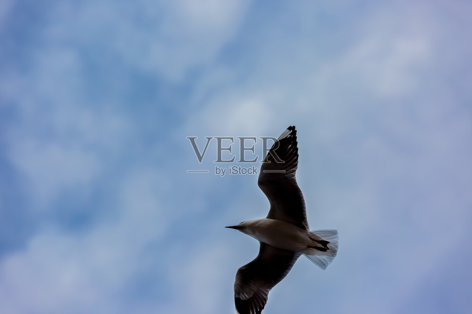 飞翔的野生白鸟,海鸥的肖像照片摄影图片