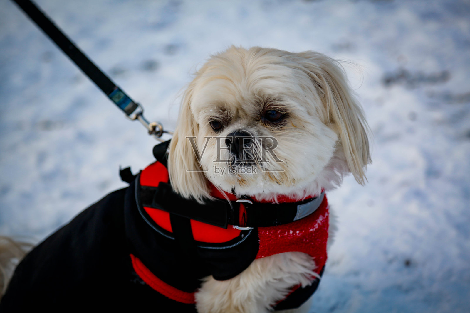 走在雪照片摄影图片