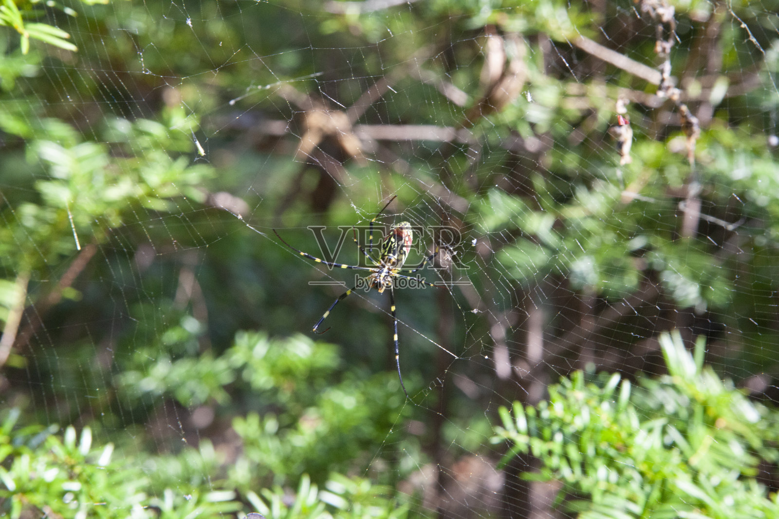 森林里蜘蛛网上的蜘蛛照片摄影图片