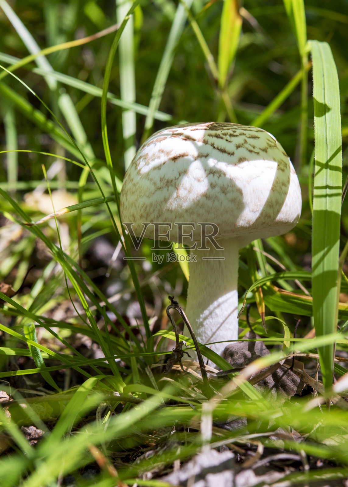 绿草中的白蘑菇照片摄影图片