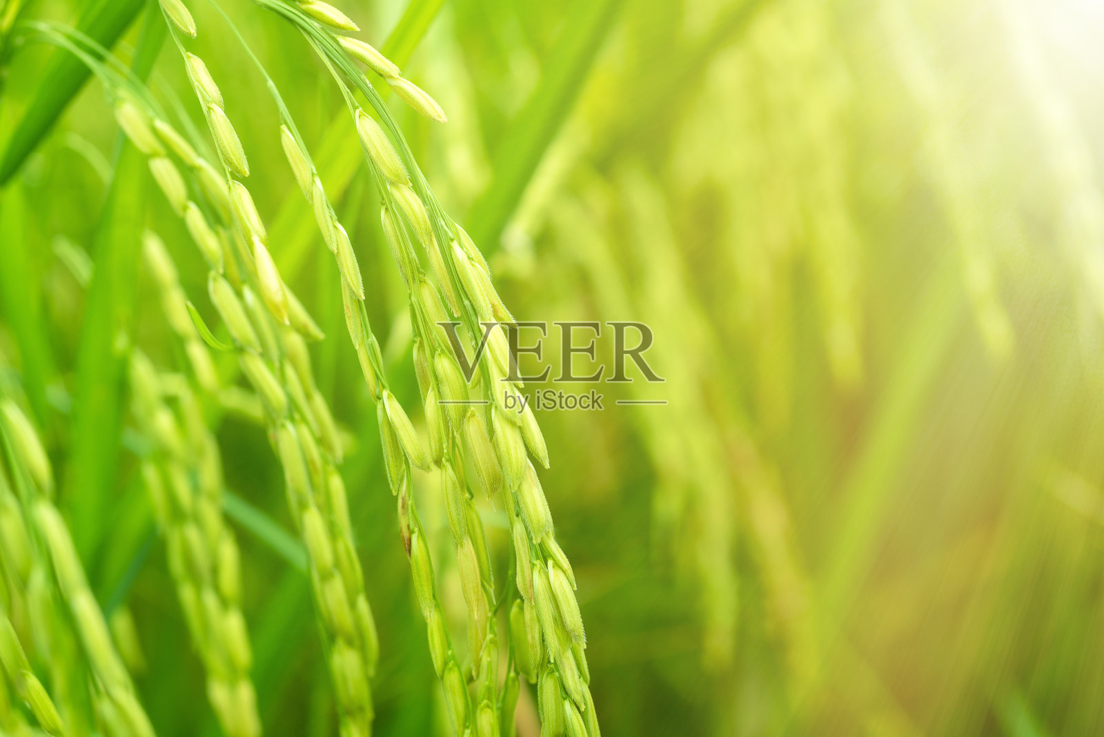 抽象绿叶纹理,自然背景,热带叶照片摄影图片