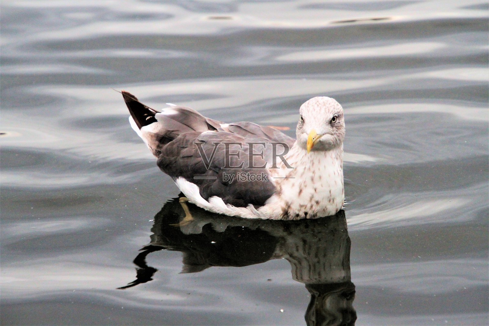 银鸥的特写镜头照片摄影图片
