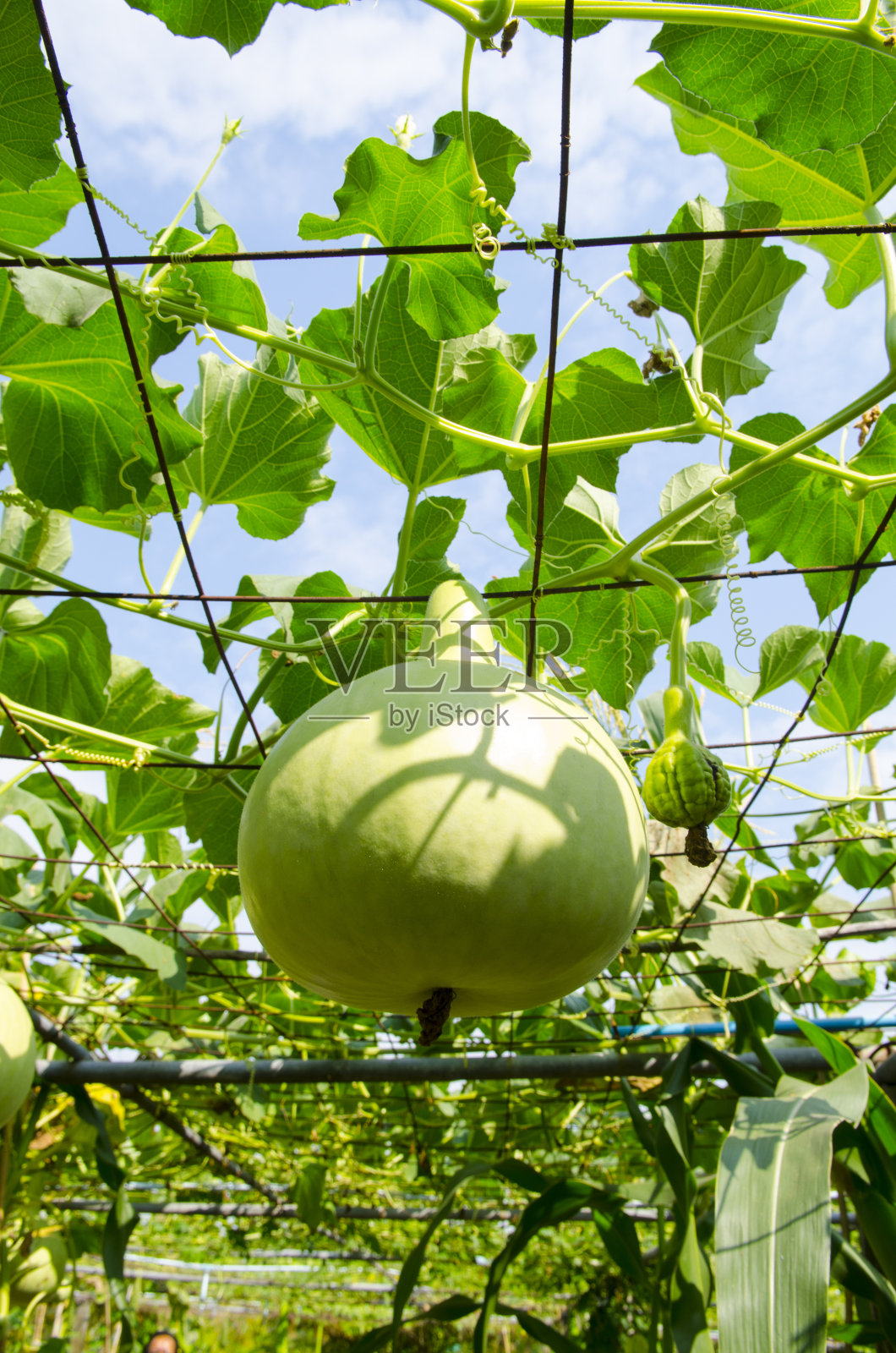 农场里的绿色蔬菜。照片摄影图片