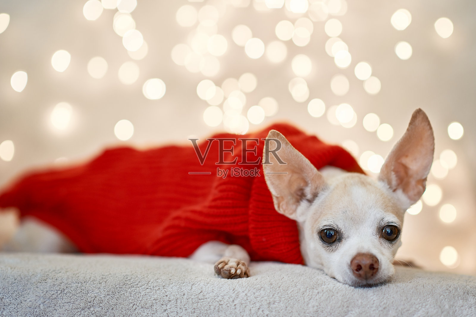 吉娃娃狗穿着圣诞服装躺在床上照片摄影图片