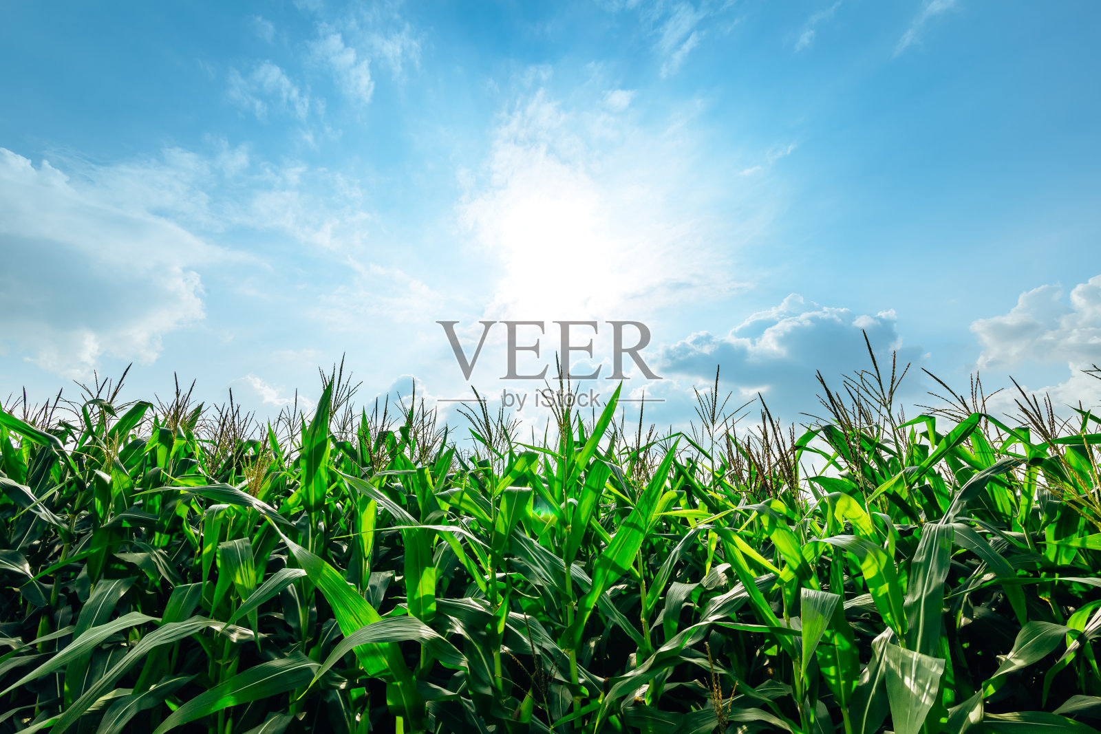玉米地里种着玉米,天空一片蔚蓝。照片摄影图片