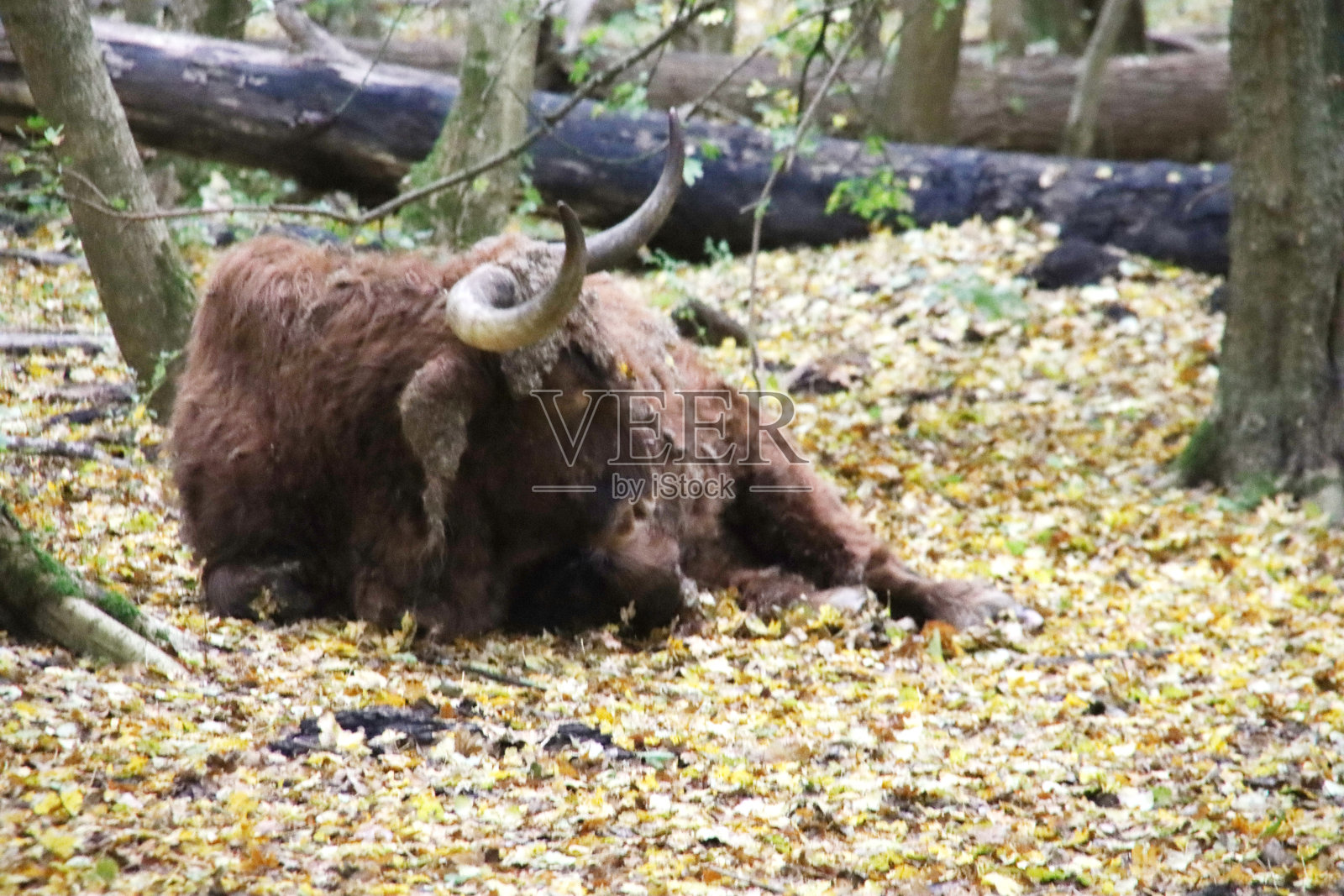 拉格斯伯格斯牛群中的苏格兰高地奶牛照片摄影图片