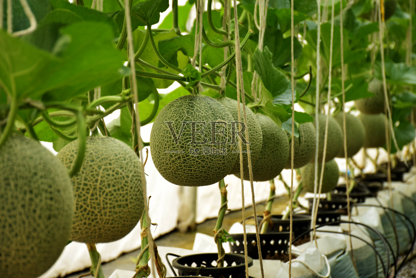 新鲜瓜植物生长在温室照片摄影图片