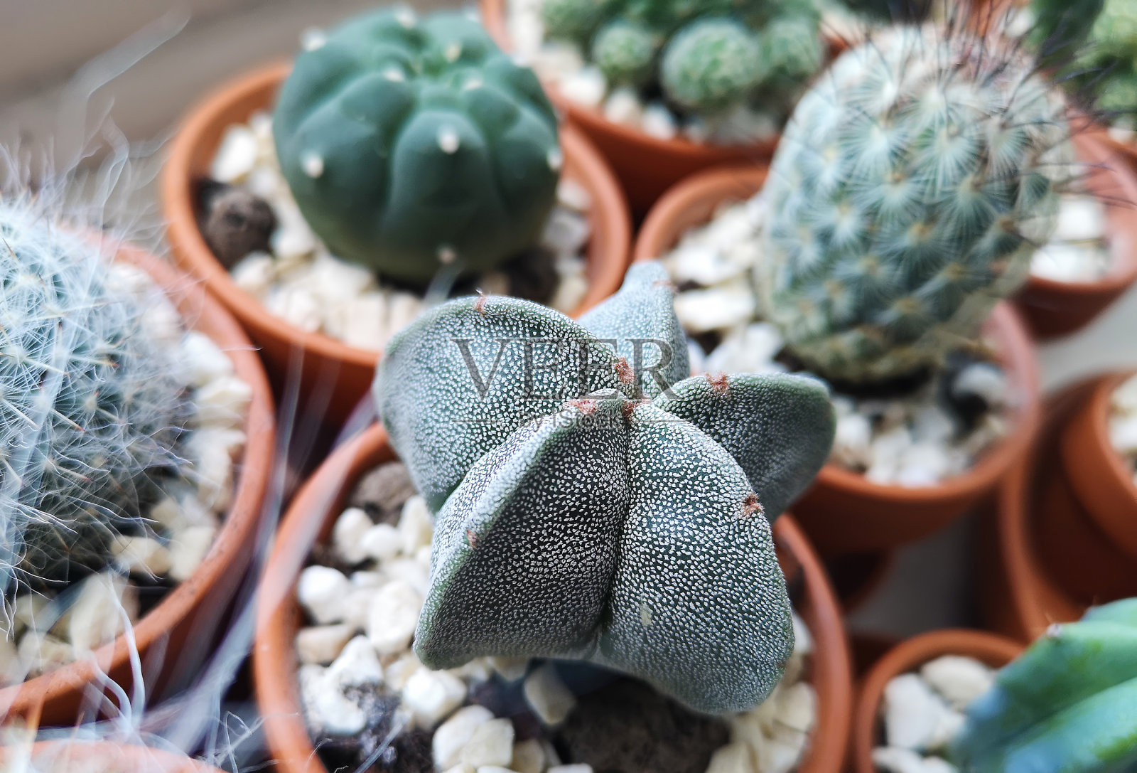 家庭苗圃中的竹荚草照片摄影图片