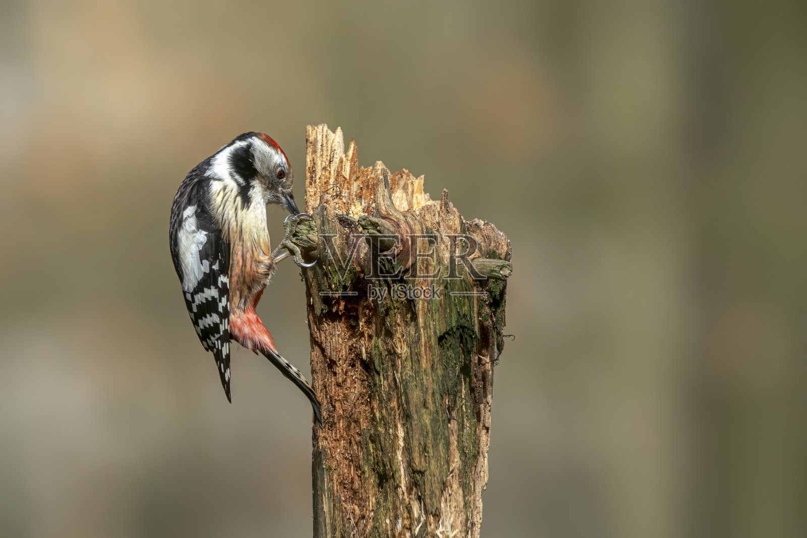 树干上的中斑啄木鸟(中斑啄木鸟)照片摄影图片