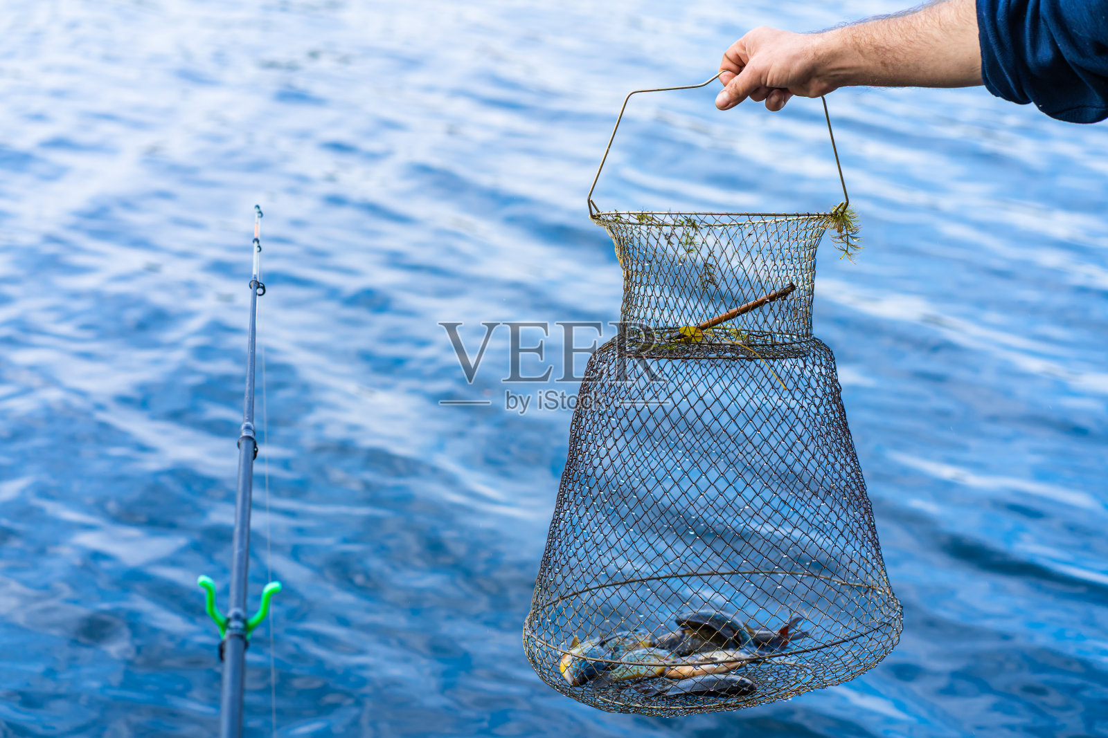 鱼是用网箱捉到的。钓鱼爱好和休闲。沉默的狩猎照片摄影图片