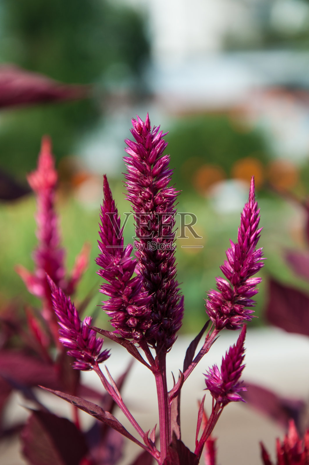 苋属植物是苋科植物之一照片摄影图片
