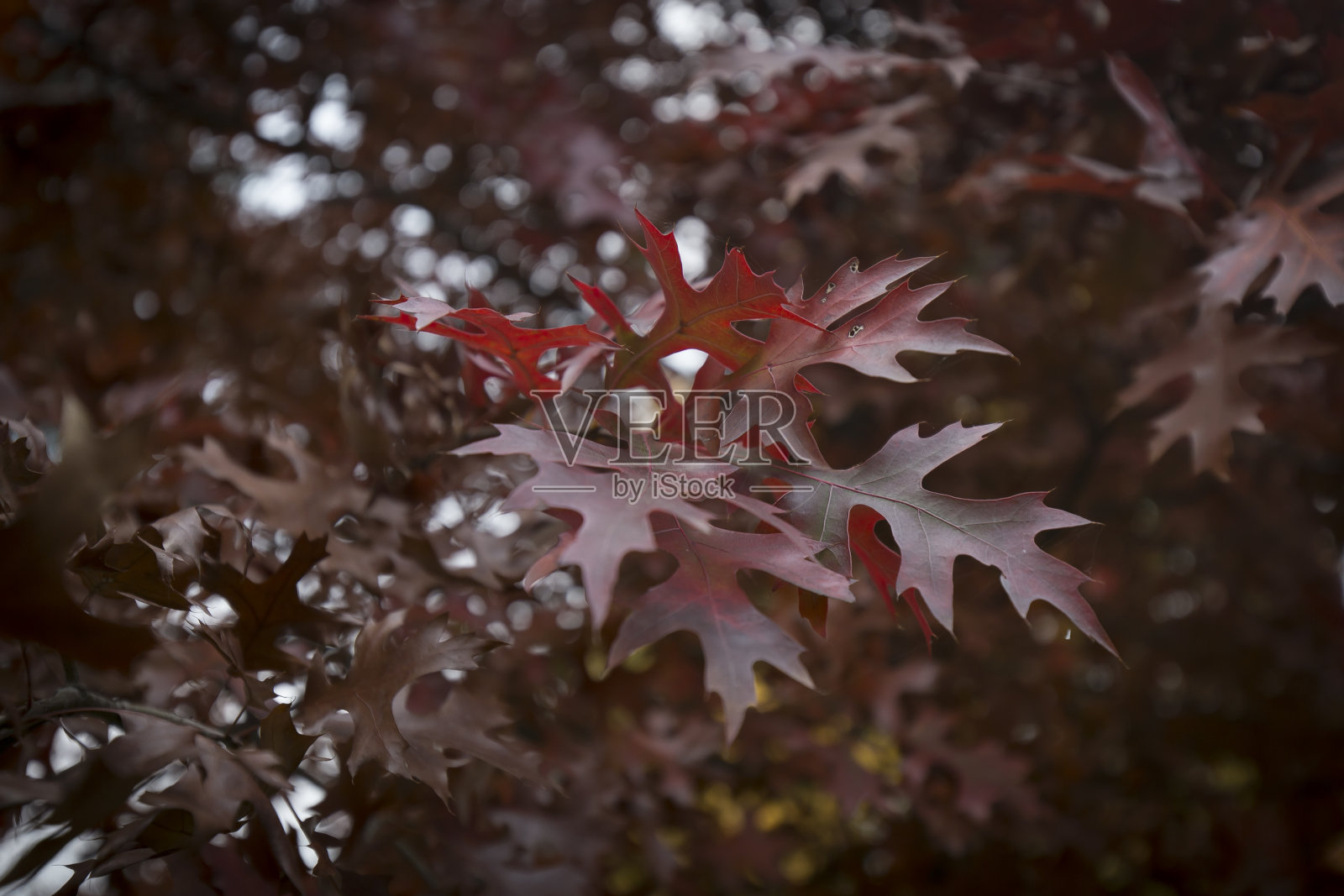 秋天的红枫照片摄影图片