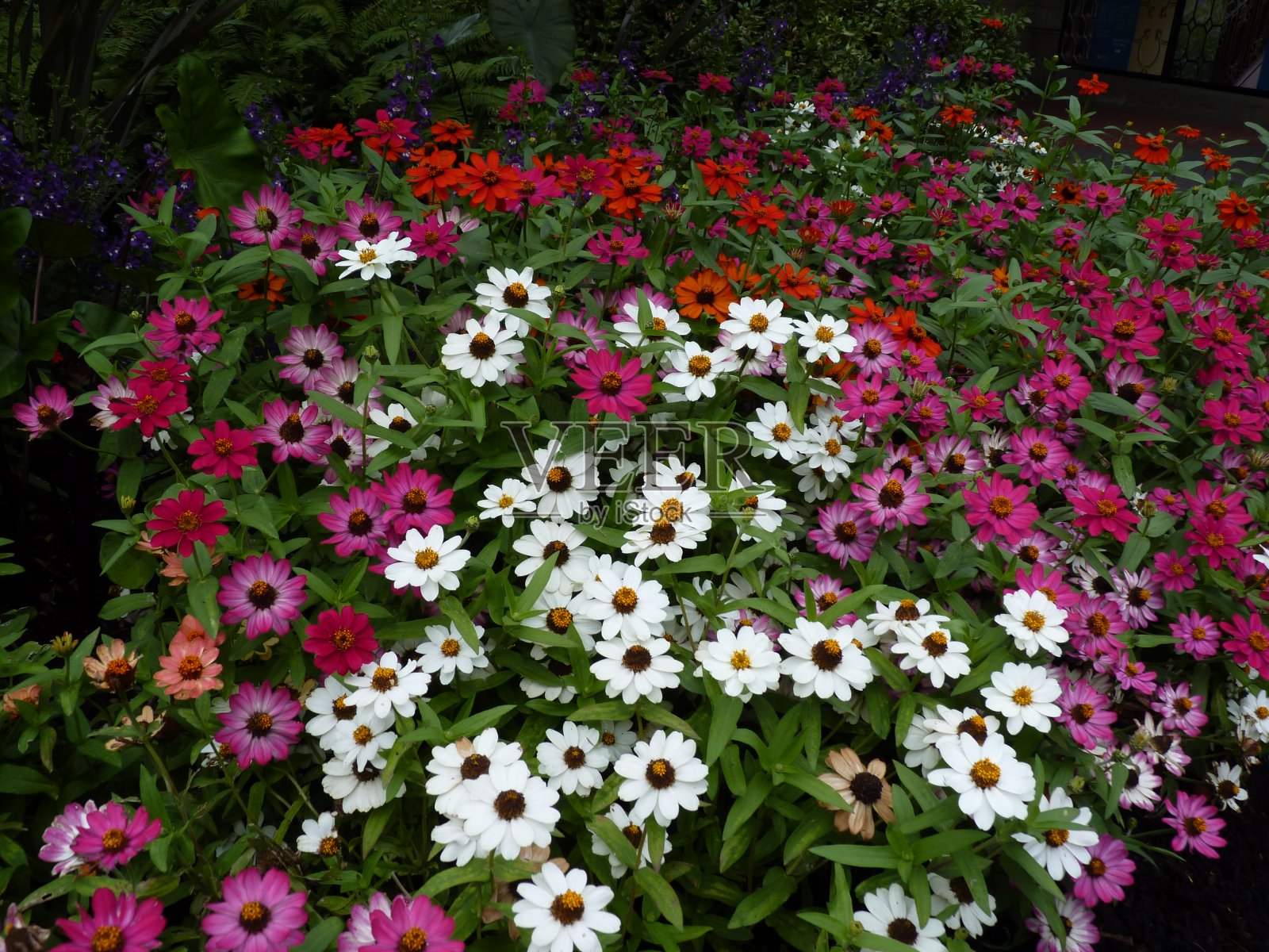 花圃照片摄影图片