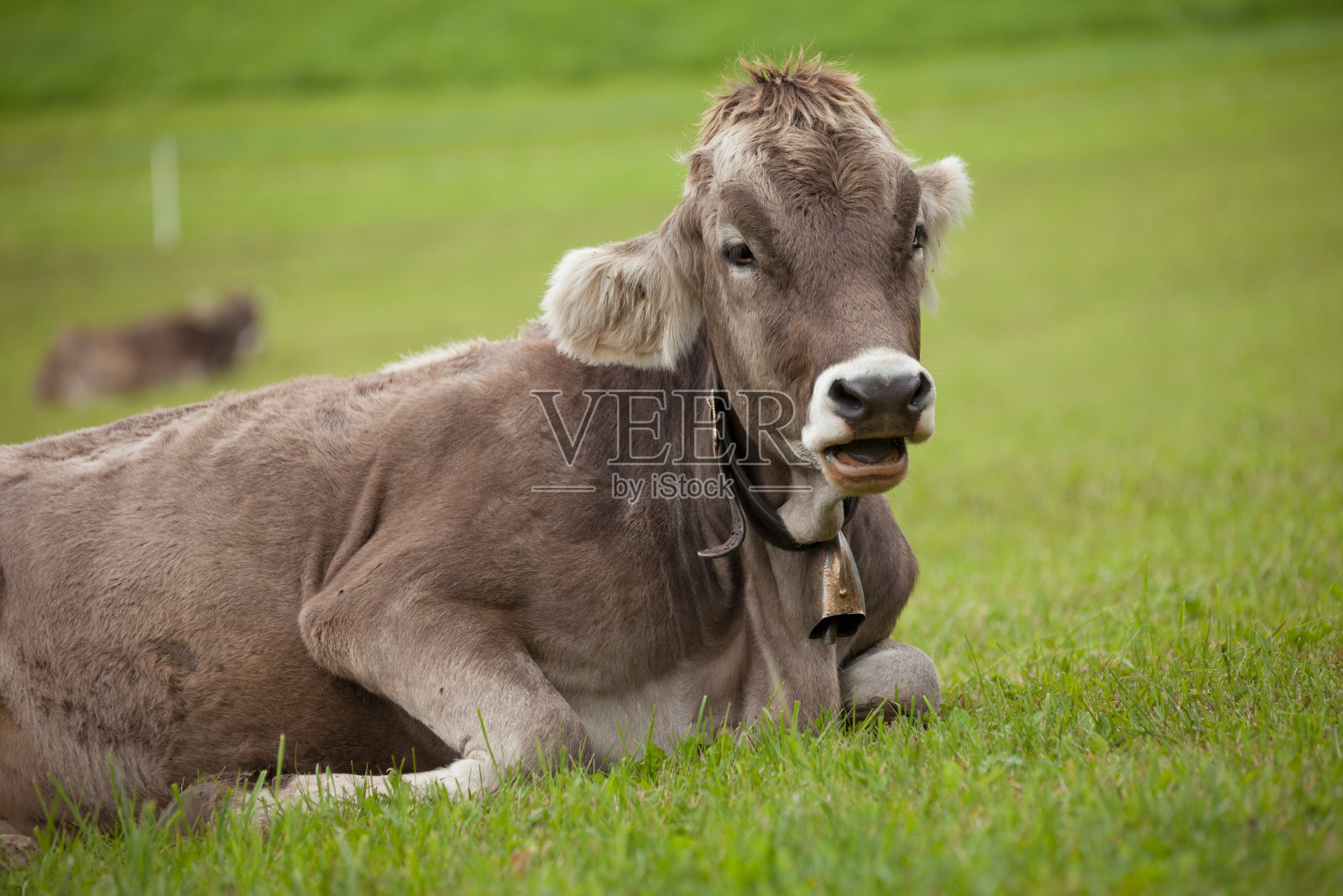 一头棕色的高山奶牛在Dolomites地区的绿色牧场休息照片摄影图片