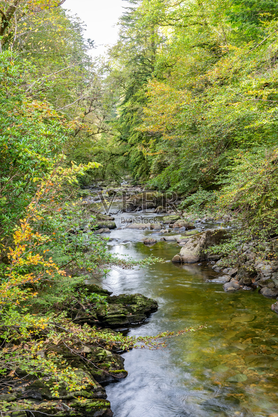 Kinglas Water, Ardkinglas林地花园,Cairndow, Argyll & Bute,苏格兰照片摄影图片