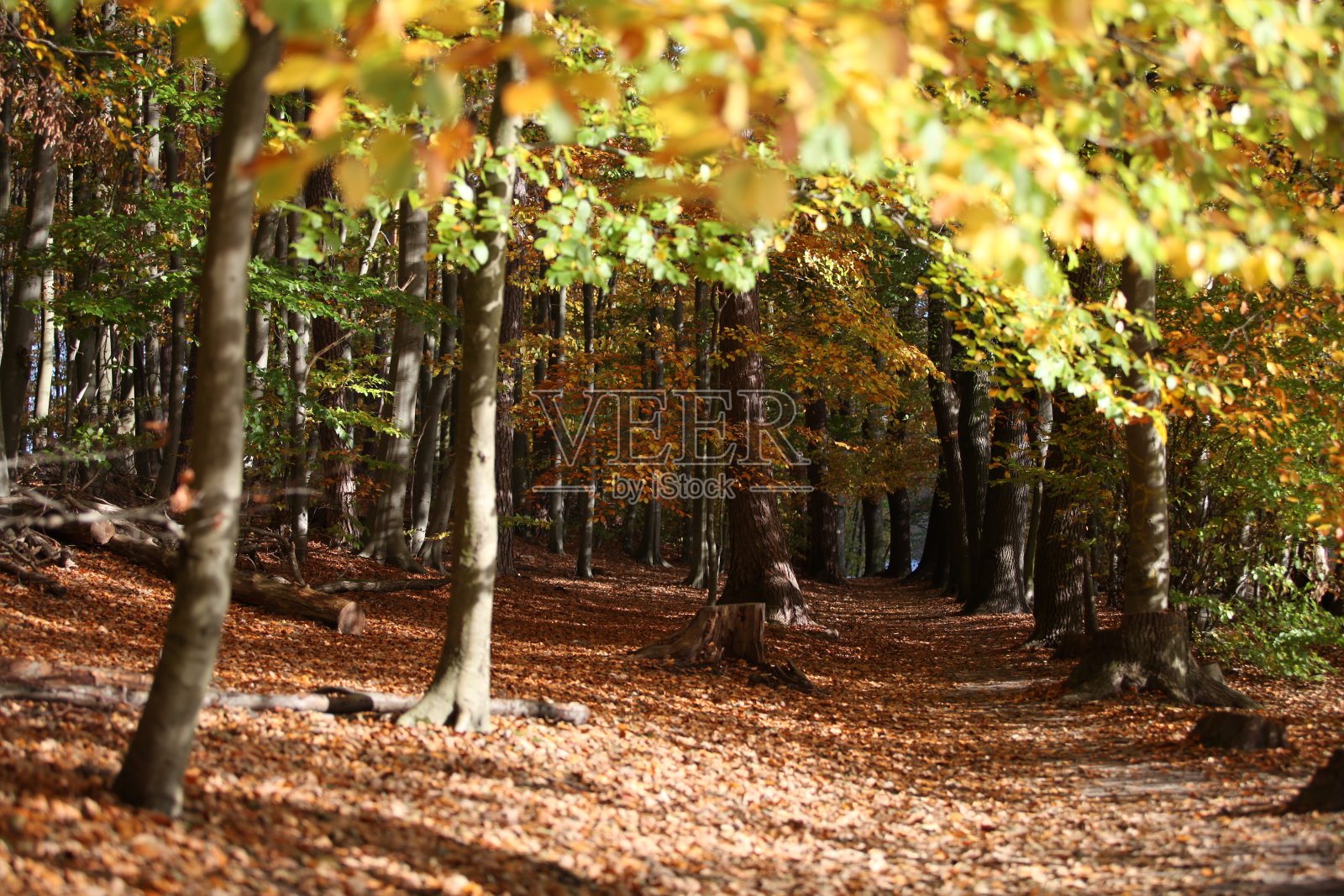 柏林森林的秋天照片摄影图片