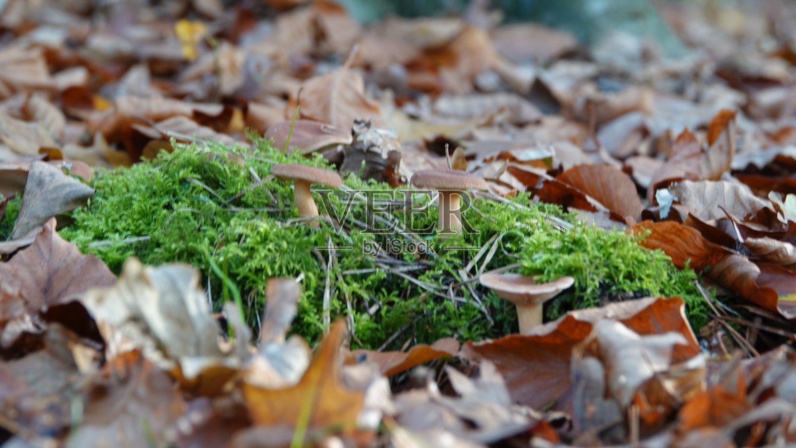 蘑菇和牛叫声照片摄影图片