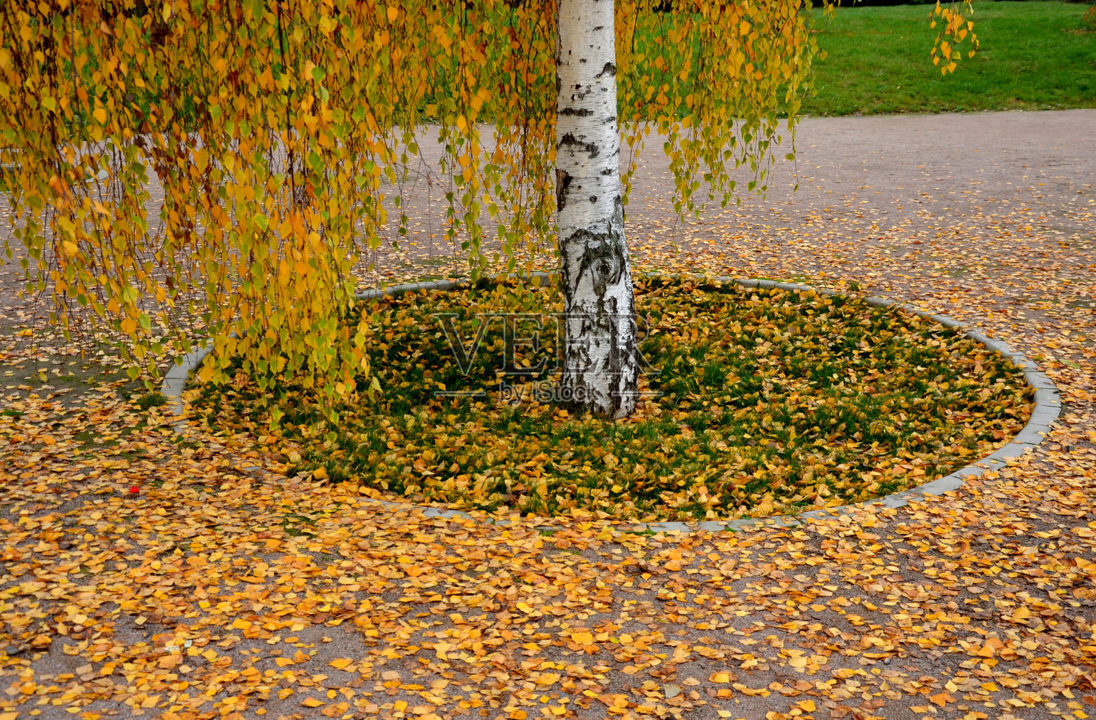 桦树是春天郁郁葱葱的绿叶,秋天变成了镀金的鬃毛,或在冰晶下闪闪发光的皇冠,在冬季的月份在一个圆形的空间里通向广场的路上的村庄广场照片摄影图片