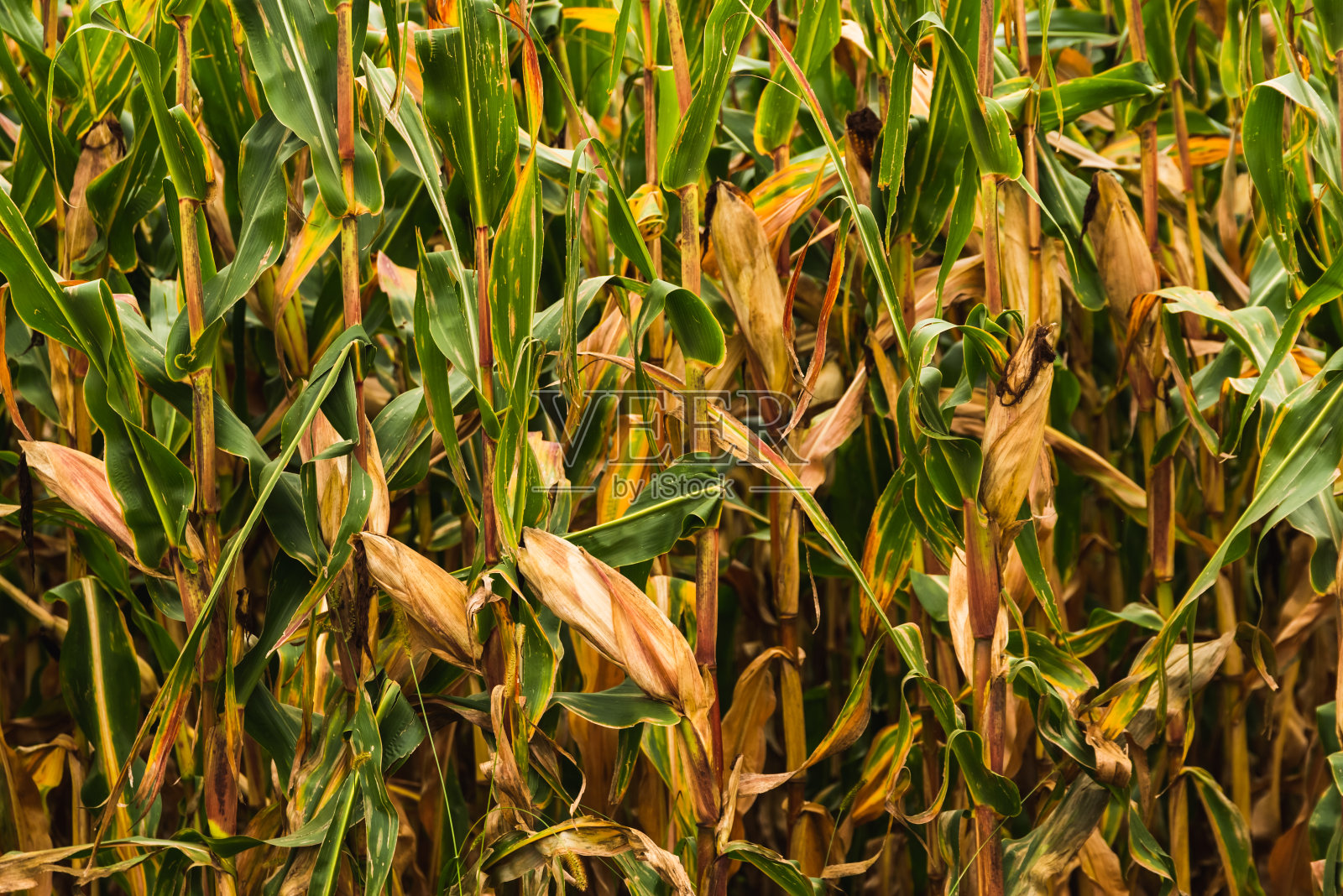 田地里的玉米棒,棕色和绿色的叶子,秋季照片摄影图片