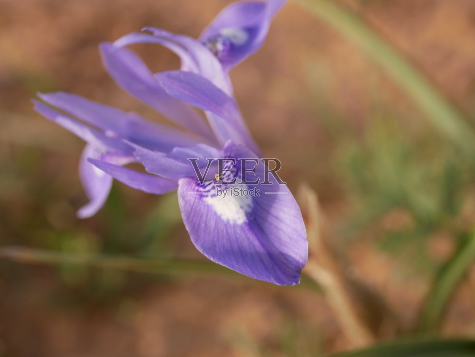 蓝色鸢尾花-大自然春天阳光的背景。用散焦进行柔焦照片摄影图片