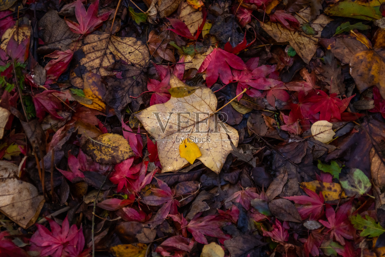 林地上的落叶上有水滴照片摄影图片