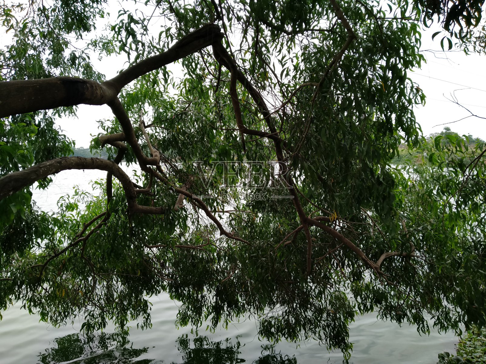 在湖区树木接触水面照片摄影图片