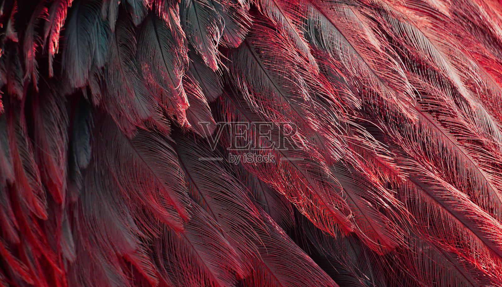 红色羽毛的纹理照片摄影图片