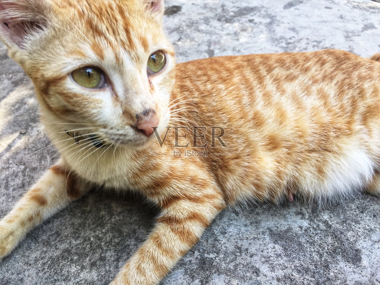 宠物照片摄影图片