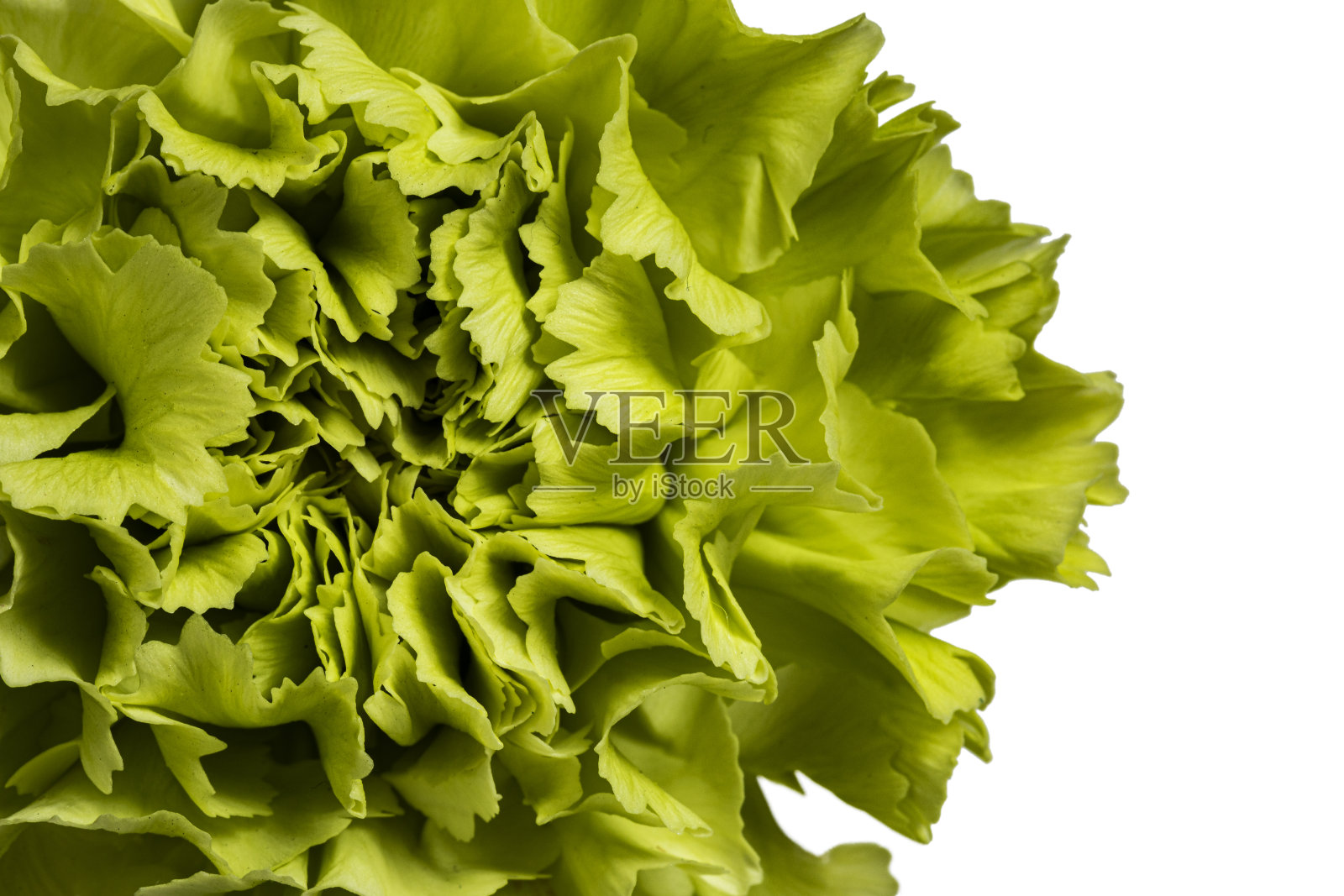 绿色康乃馨花上白色照片摄影图片