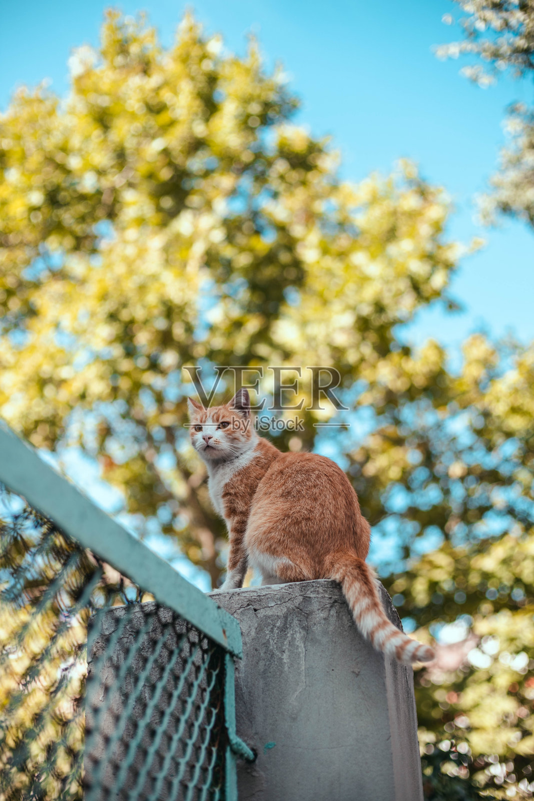 这只姜黄色的虎斑猫坐在石头篱笆上,在公园里四处张望。流浪猫流浪在街头照片摄影图片