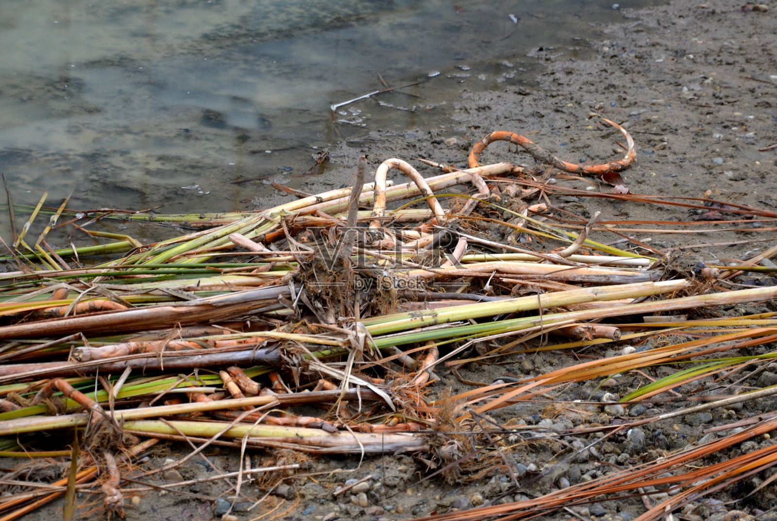 清理池塘的游泳栖息地。杂草芦苇淤积和减少。花雪茄形状的质量控制。在他的手中,一个白人男子在河边棕色的绿色茎芽照片摄影图片