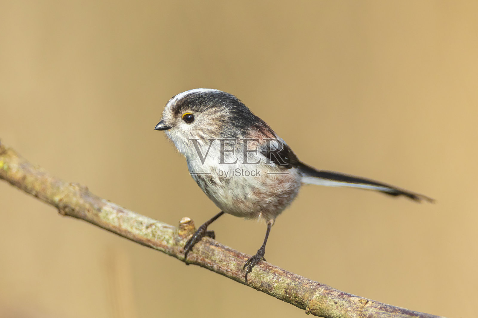 一个长尾山雀或长尾灌木山雀的特写,Aegithalos caudatus,鸟在森林里觅食照片摄影图片