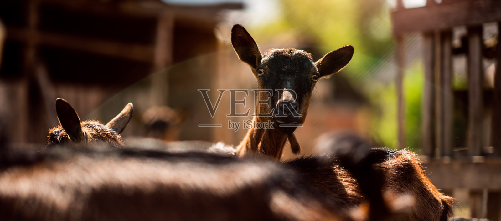 村子院子里的山羊照片摄影图片