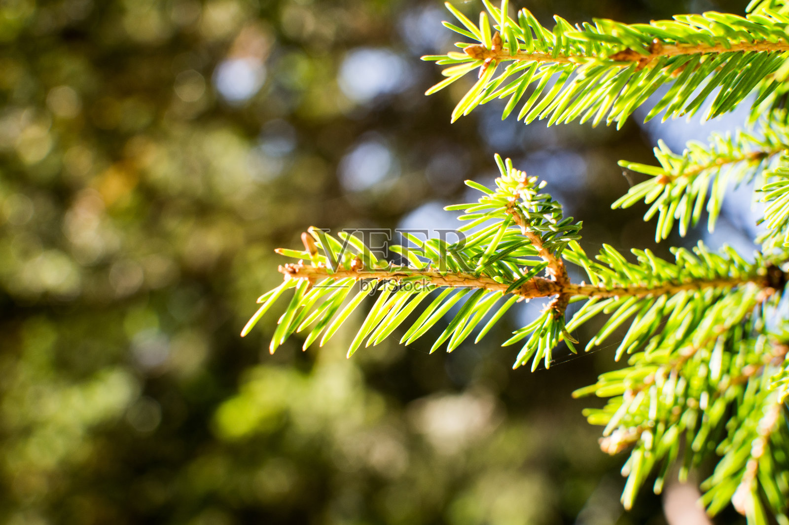常绿的冷杉树针在蓝天的背景照片摄影图片