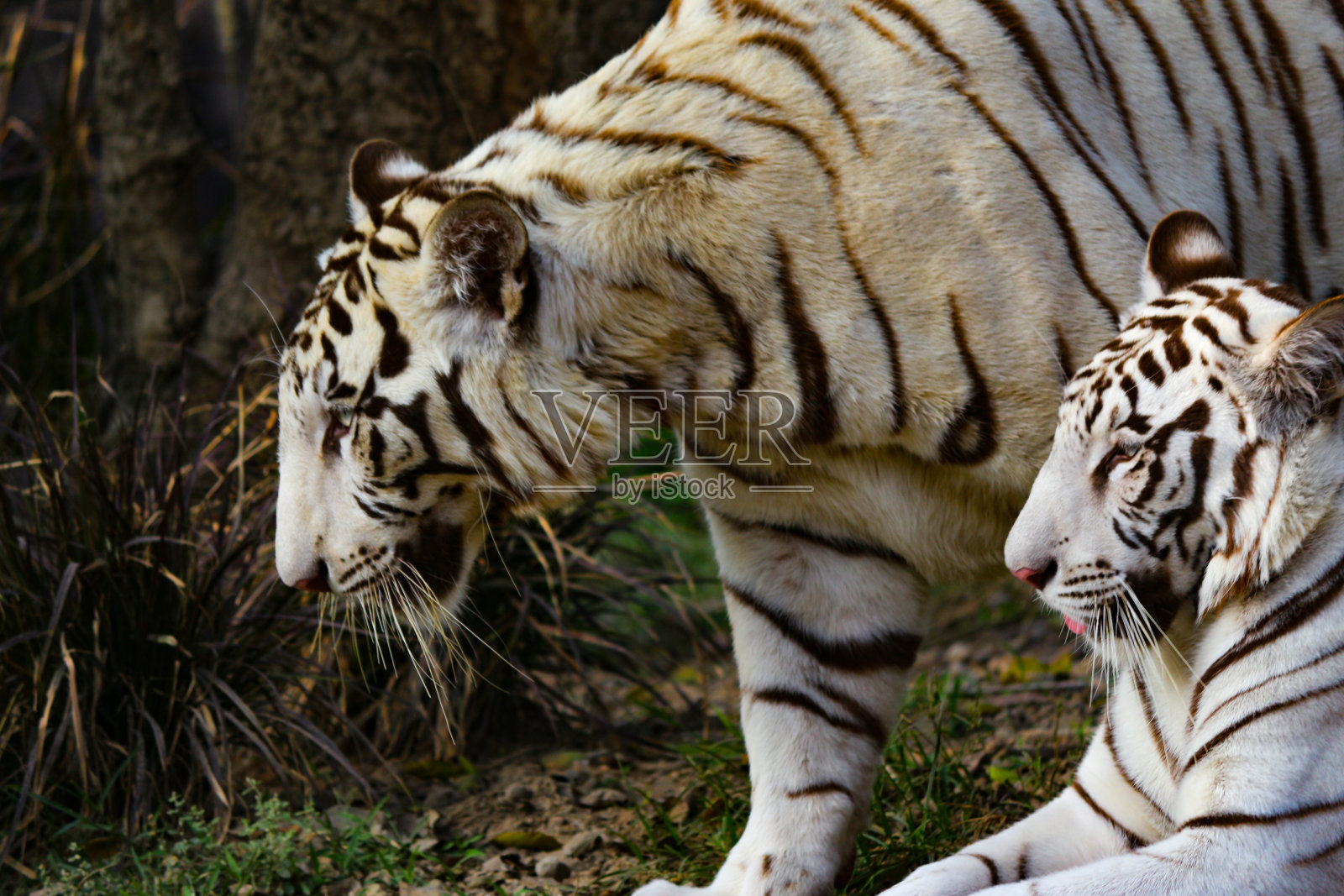 印度森林中的白虎照片摄影图片