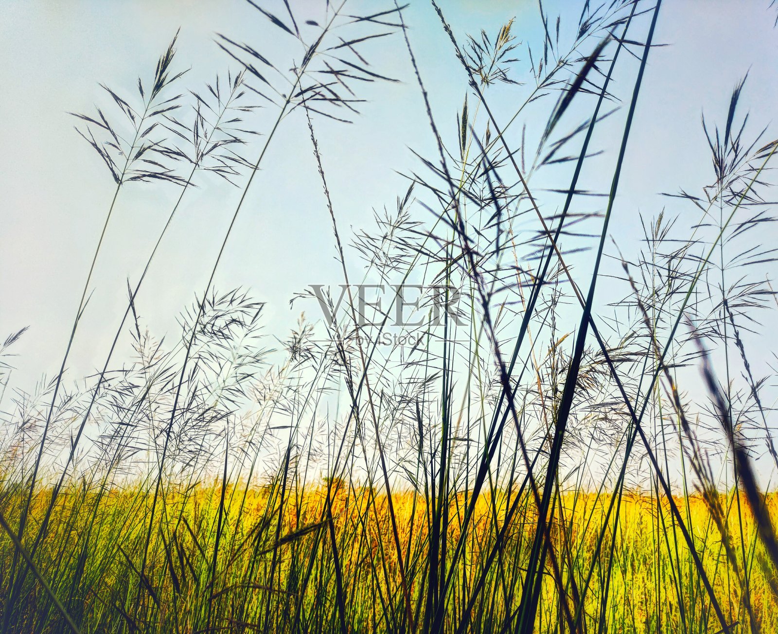 玉米田照片摄影图片